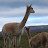 The Veritable Vicuna 