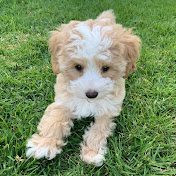 Teddy Unleashed: Tails of a Maltipoo