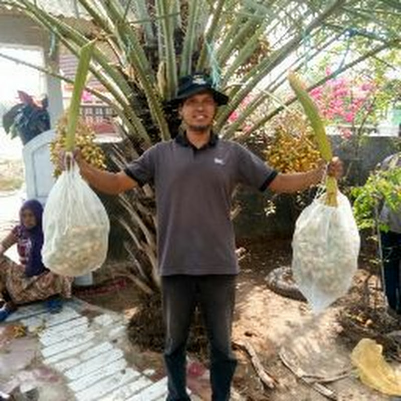 Bekasi Kurma Agro Nursery