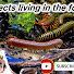 wFHXt5EZvKE-channel-avatar-Animal family [ សាក់នី ]