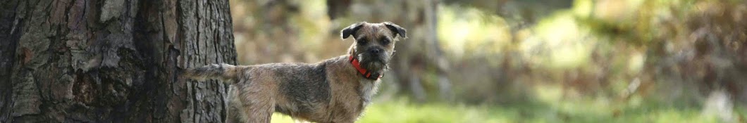 Maggie The Border Terrier Avatar canale YouTube 