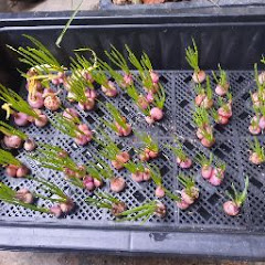 Phong Cách Sông Nước