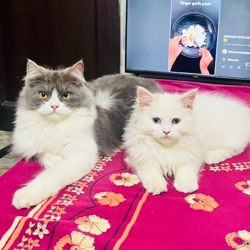 Leo Lily