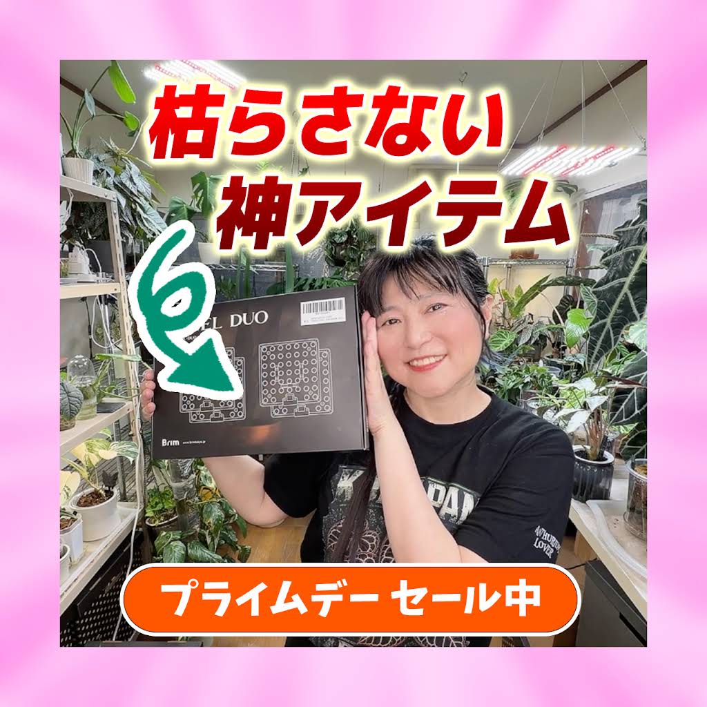 くまパン園芸 KOBI's Houseplants Life - YouTube