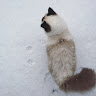 Автор