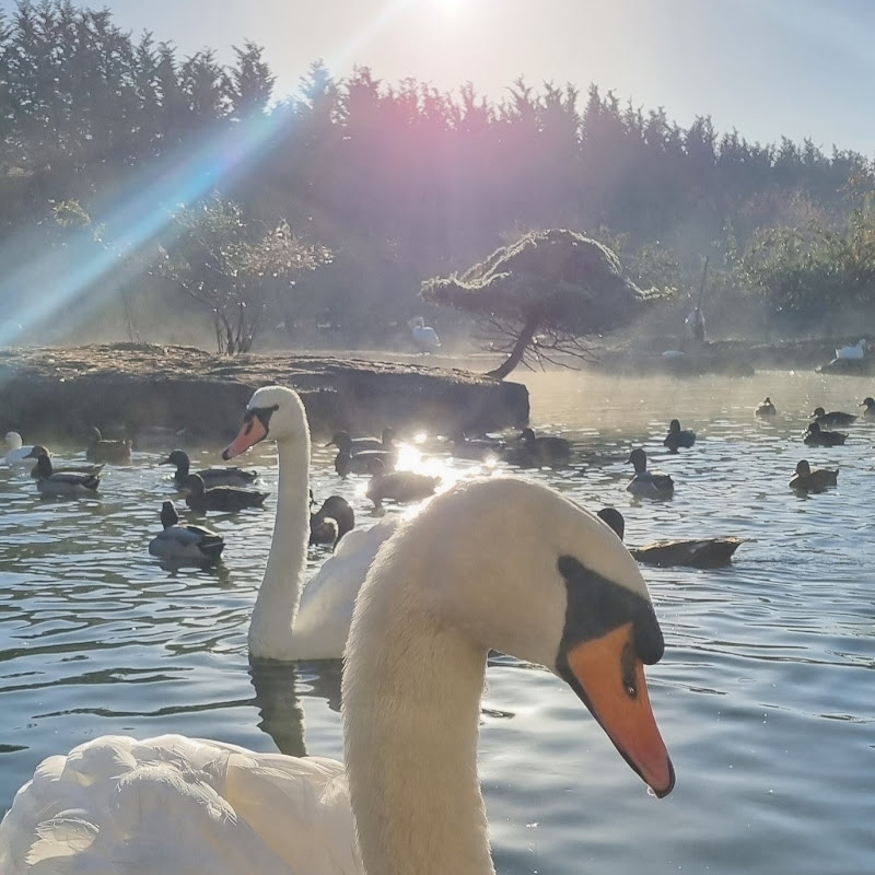 Daddy swan protects his baby during rescue #wildliferescue #swan #swanrescue