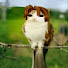 7RQ_wnpsat8-channel-avatar-nicebr61_iscool