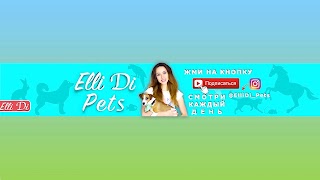 Заставка Ютуб-канала «Elli Di Pets»
