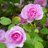 bVOAsduSPhQ-channel-avatar-Hello from Romantic Street