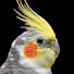 izDyAMMZo6Q-channel-avatar-Bird Cottage