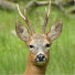 6rSH-StL2UM-channel-avatar-Living in The New Forest