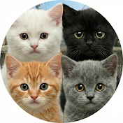 AI猫ちゃんズ