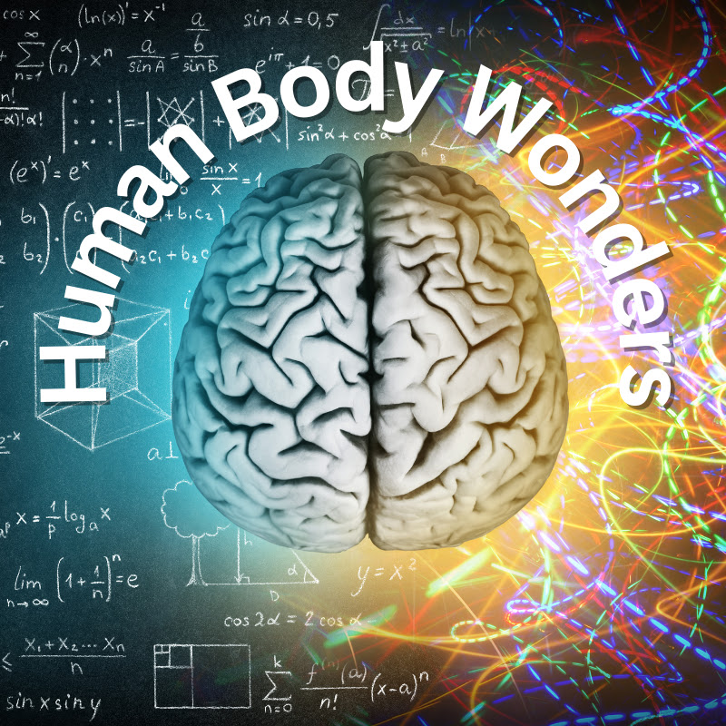 Human Body Wonders