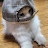 @meow-h6l2p