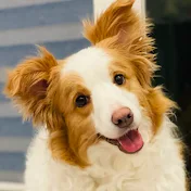 猪突猛犬シェリーと中年