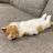 @LazyCatSunday