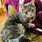 @PsychoCat27