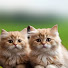 _i4NfA6pP2A-channel-avatar-LULU MEOW