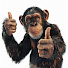 zmkk6aiCtwE-channel-avatar-MoochingMonkey