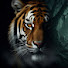 fJQRvUhKw7w-channel-avatar-Mr. Tiger Wala