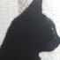 d1_oPIpq3hA-channel-avatar-Noxy the Cat