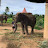 @ThaiElephants-vu2nl