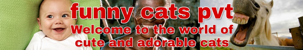 funny cats pvt YouTube-Kanal-Avatar