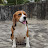Diva The Beagle