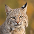 FRHchfSvBlA-channel-avatar-PawRelief Tales