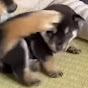 黒柴親子のワンワン生活