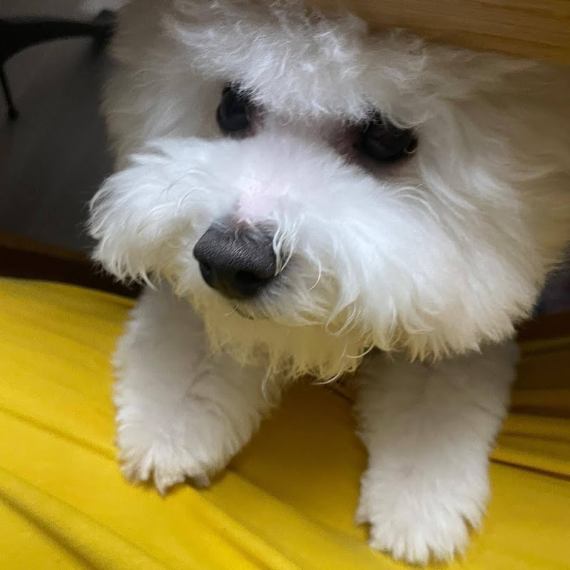 다시마군