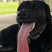 dog meme