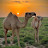 @salmansomali