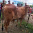 @comillaagro