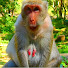 cX_kmtIvb2w-channel-avatar-Primate KH