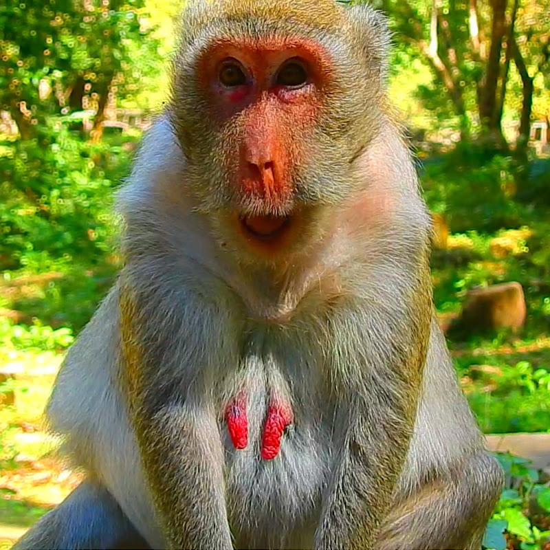 Primate KH