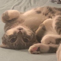 ChadCat profile image