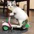 dC7CLmWUiRk-channel-avatar-Pet Tails TV