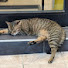 4gHmVbm3WyA-channel-avatar-Kedi_VR 