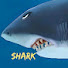 sagvEcL2238-channel-avatar-Shark Pro 1 
