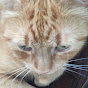 Ka-Razey Cats - @ka-razeycats6611 YouTube Profile Photo