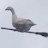 @Magic_duckers