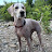 @ChopperderHund