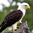 Jmzkex0kg5E-channel-avatar-SurprisingEagle
