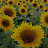 Sun and Sunflowers