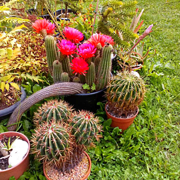 Desert Plants of Avalon - YouTube