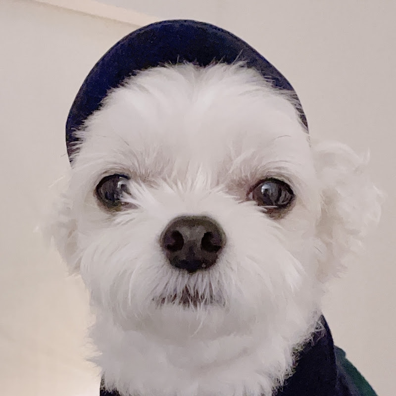 짱하치 icon