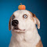 ClXrOy_LjtI-channel-avatar-WeRateDogs