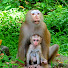 xuJ87YVHRCI-channel-avatar-new viral monkey