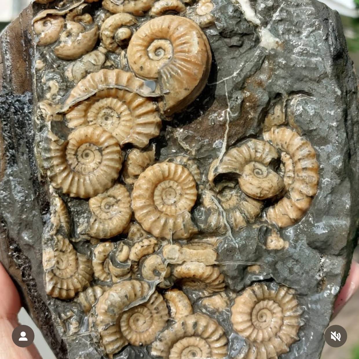 post-from-lyme-regis-fossils